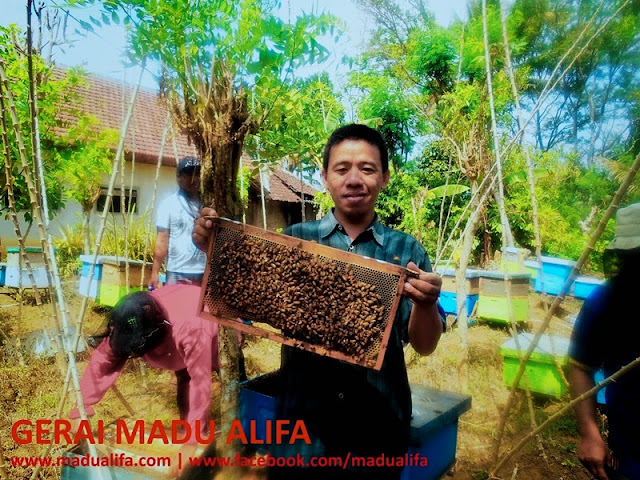 Madu Alifa