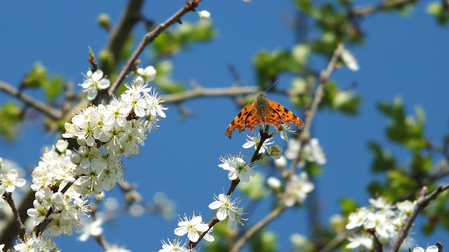 Comma butterfly