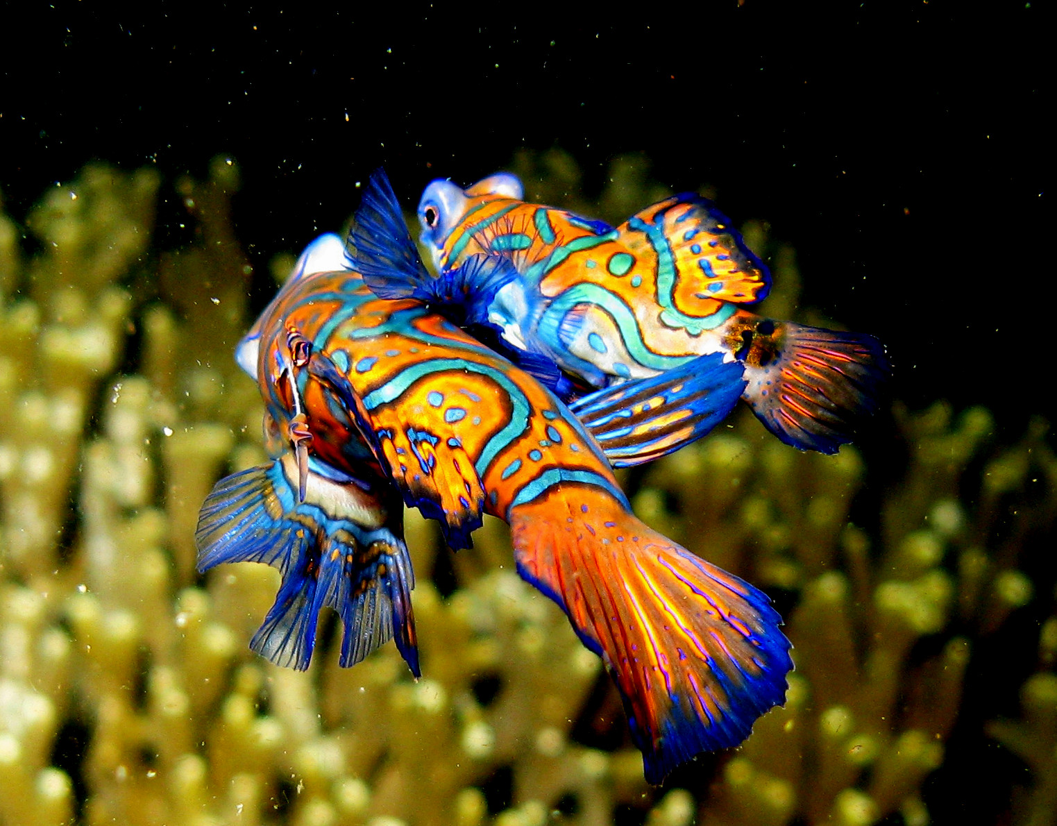 Top 3 Most Beautiful Fish - HD Animal Wallpapers