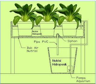 Hydroponic ebb and flow system, hidroponik pasang surut, Green Pak coy
