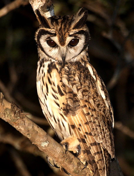 Bellas Aves de El Salvador: Pseudoscops clamator (búho rayado o gritón ...