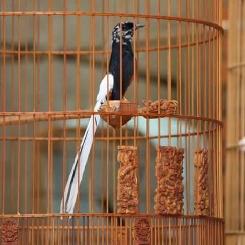 Istana Burung Murai Harga Murai Blorog Indukan Ekor Panjang Putih