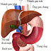 Bệnh sỏi trong gan và cách điều trị