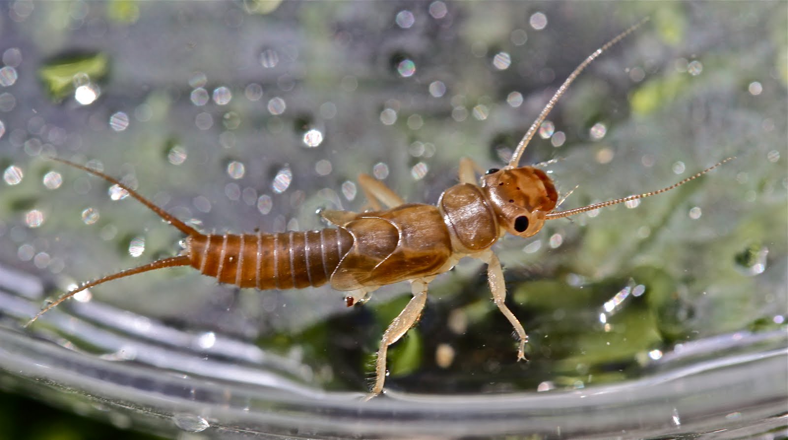 Aquatic Insects of Central Virginia: Maturation of 