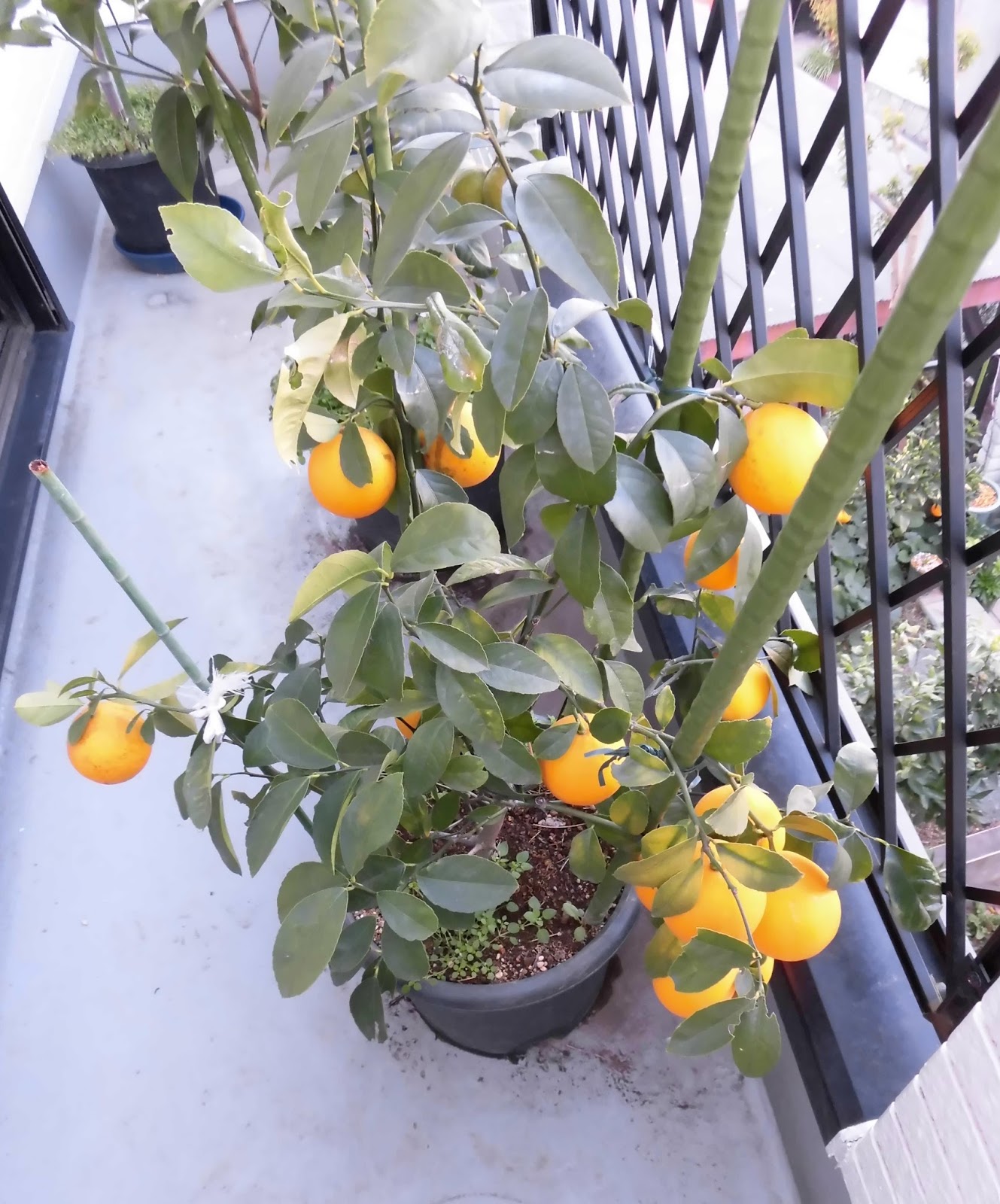 四季成り果樹園芸 グランドレモンを収穫 Grand Lemon