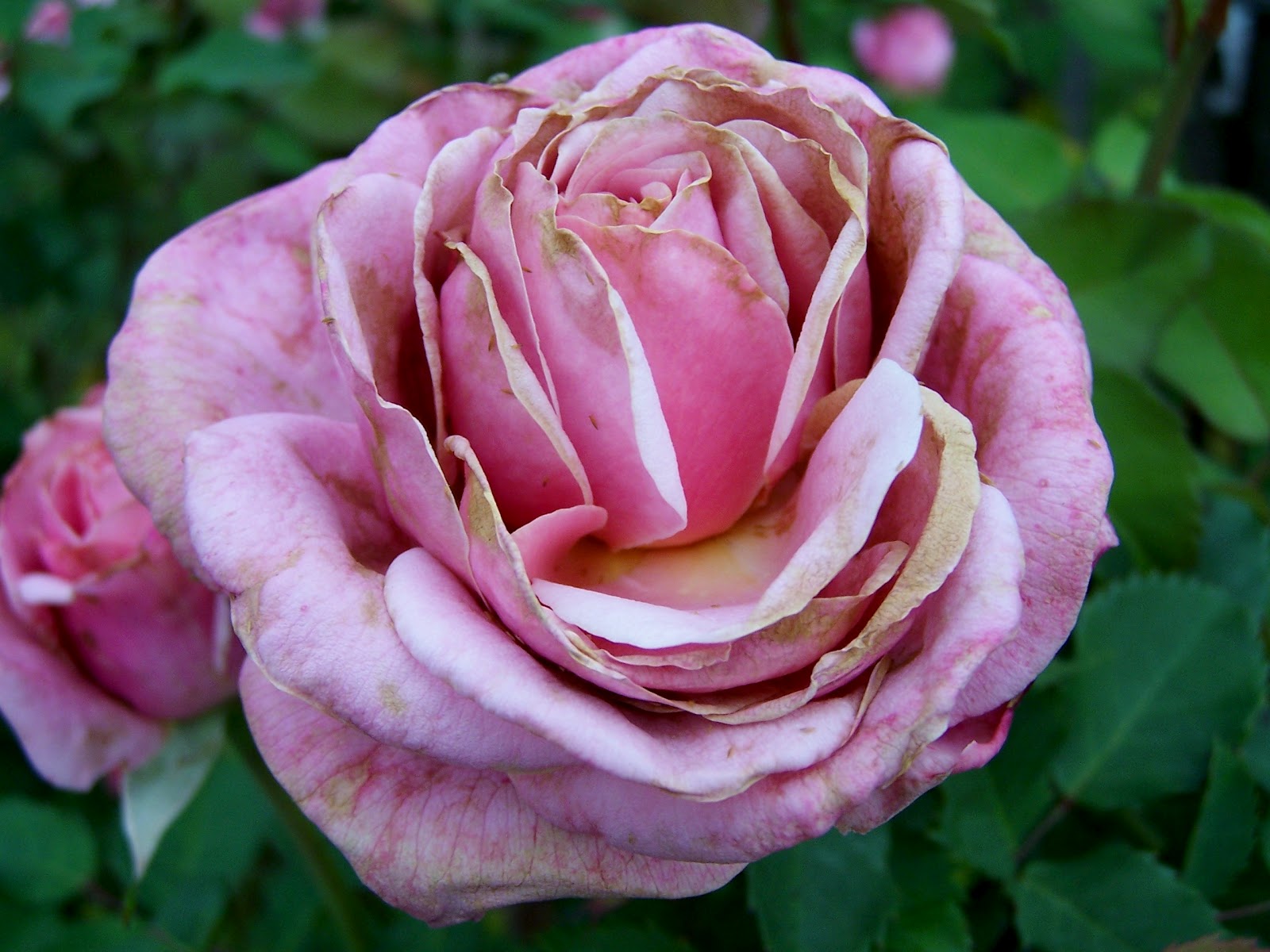 Henny Penny Rose Cottage