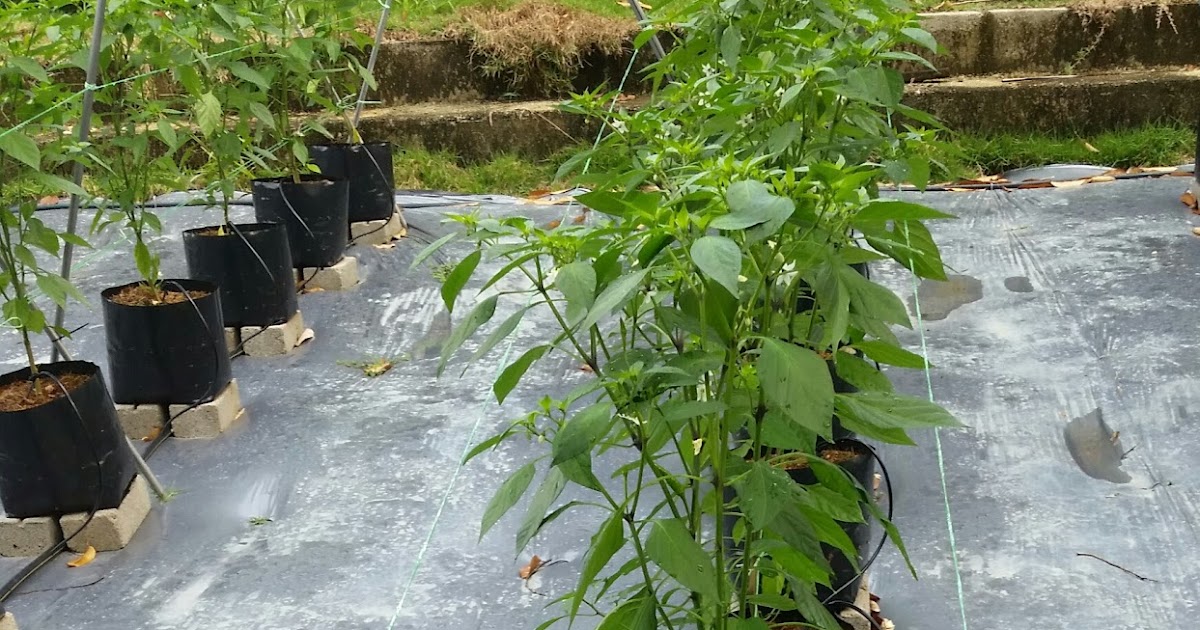 Warisan Petani: Tanaman Cili Fertigasi.