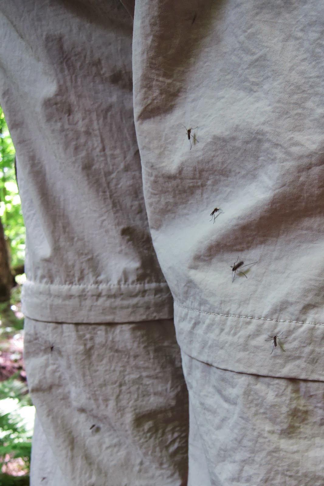 Rambling Hemlock Hiking with Mosquitoes