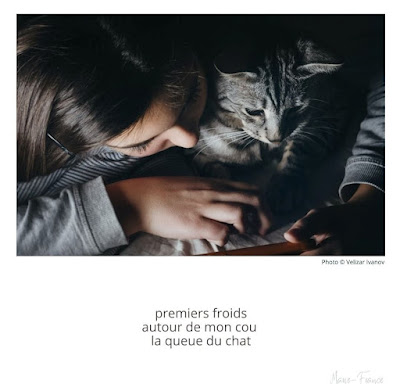 Haïku du chat