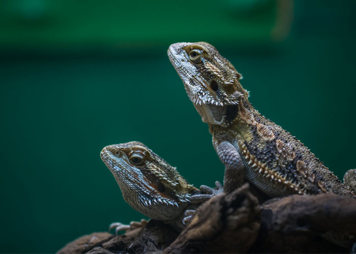 Tips Untuk Hewan Reptil Peliharaan Anda Aprie