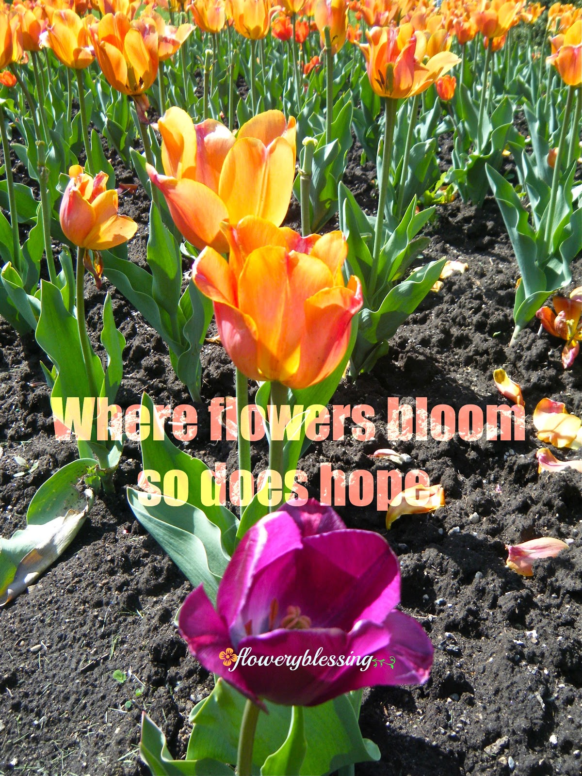Flowery Blessing Where flower blooms so does hope. Lady Bird Johnson