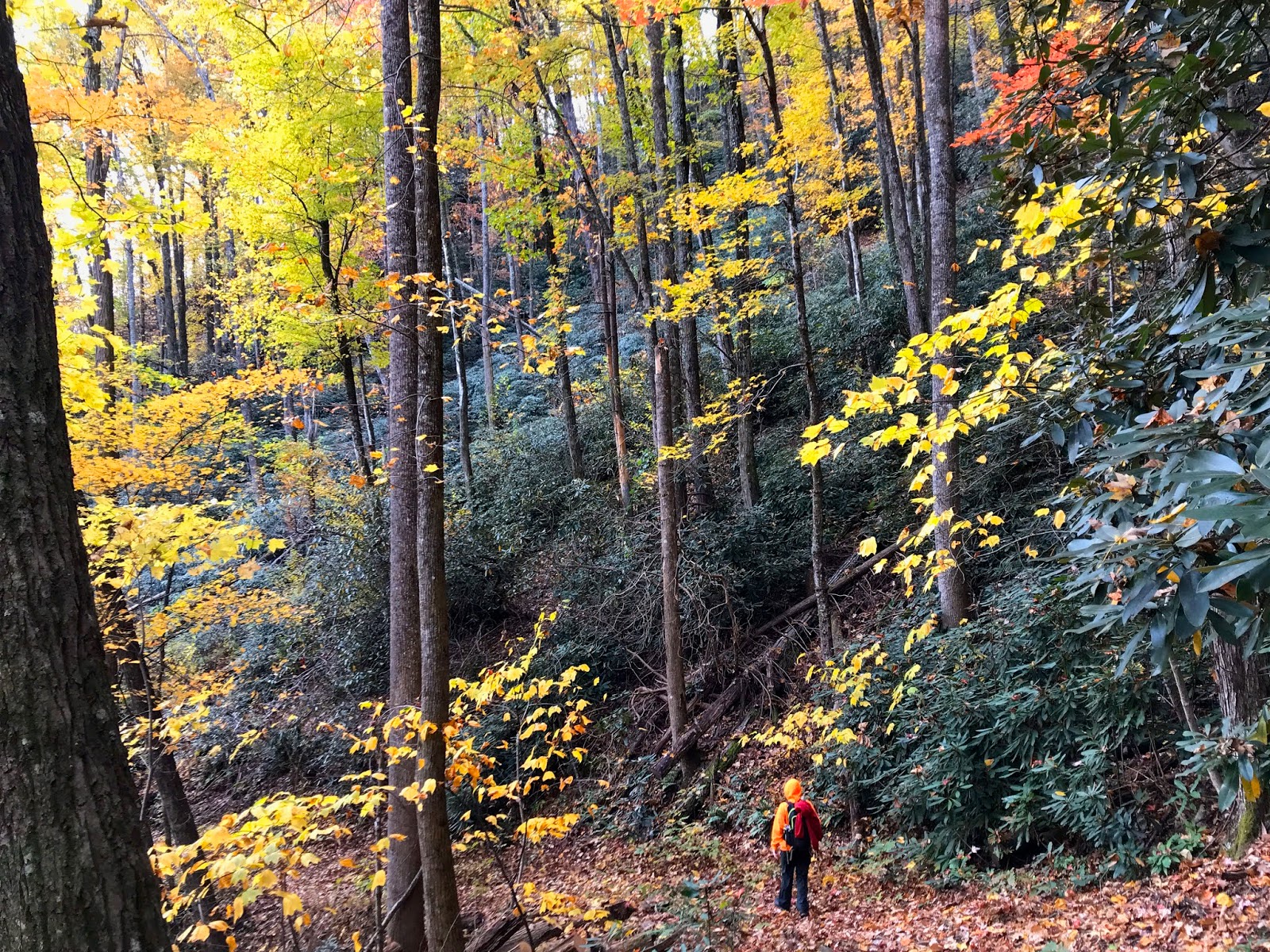 The Adventures of Bushwhack Jack 20191109 Curtis Creek Area Waterfalls