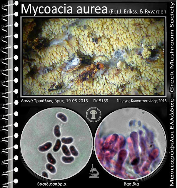 Mycoacia aurea (Fr.) J. Erikss. & Ryvarden