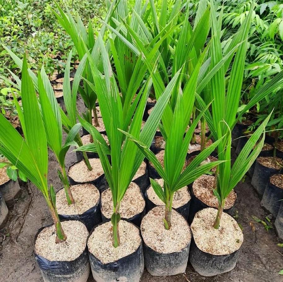 bibit kelapa entok Jawa Timur