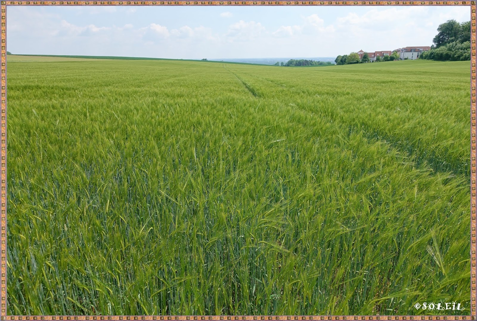 желтое поле. Street football field. чикаго бейсбольный стадион. Go field. поля белоруссии озимые.