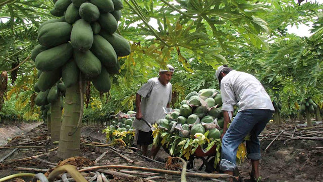 Papaya, vulnerable al cambio climático