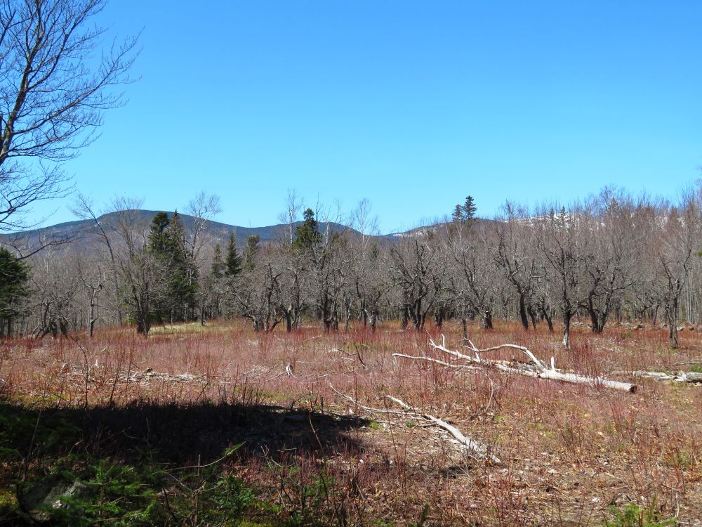 Outdoor Diversion Hall's Ledge Trail and Hutmen's Trail Loop Hike