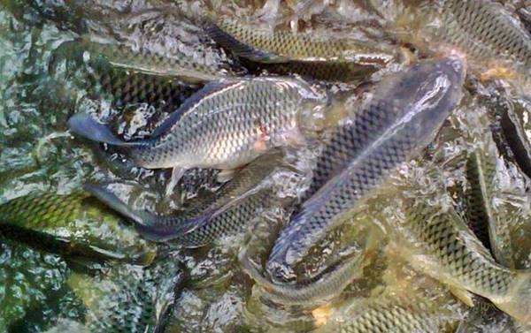 Jual Ikan Nila Di Kabupaten Sidoarjo
