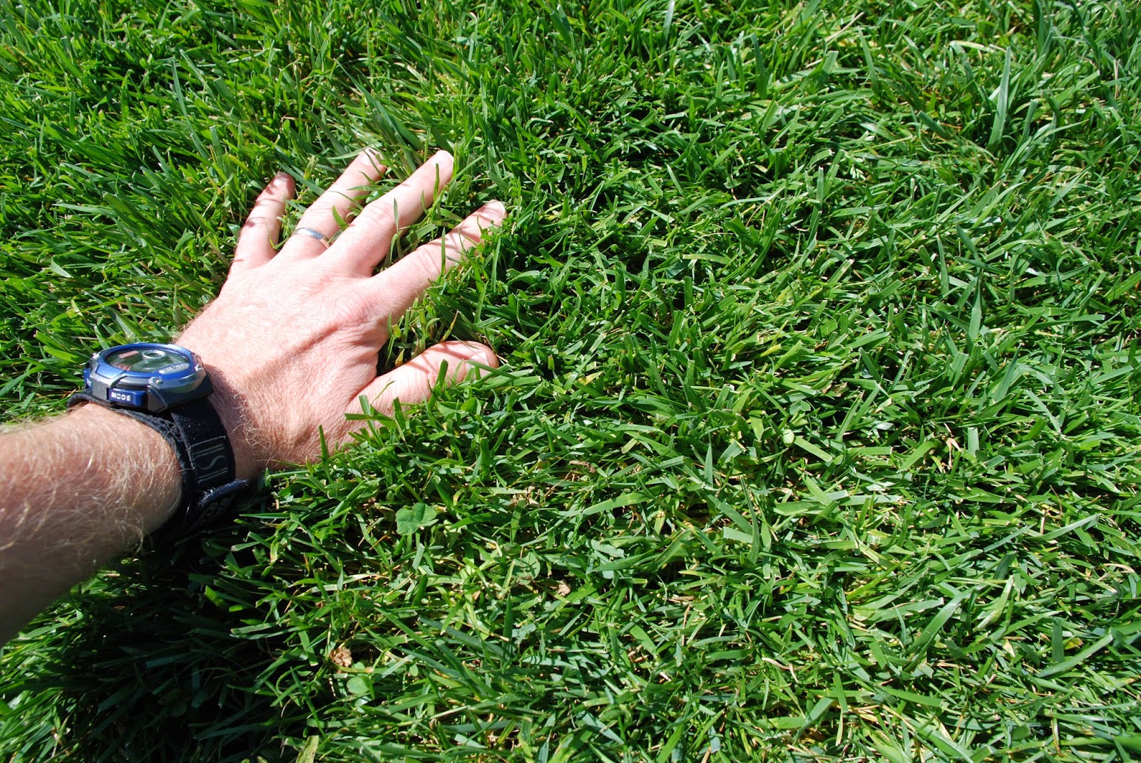 purdue-turf-tips-fescue-you-mean-there-s-more-than-one-kind