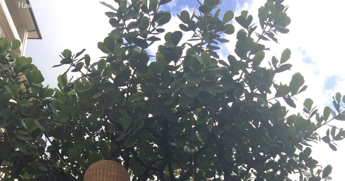 The Boswellians The American Booksellers Association