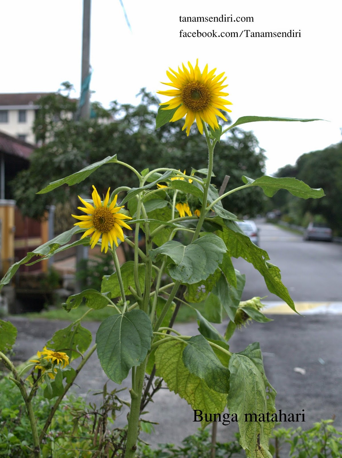 TanamSendiri com Grow Your Own Pokok Bunga Matahari  