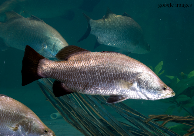 10 Ikan Konsumsi Air Payau Paling Sering di Makan Manusia