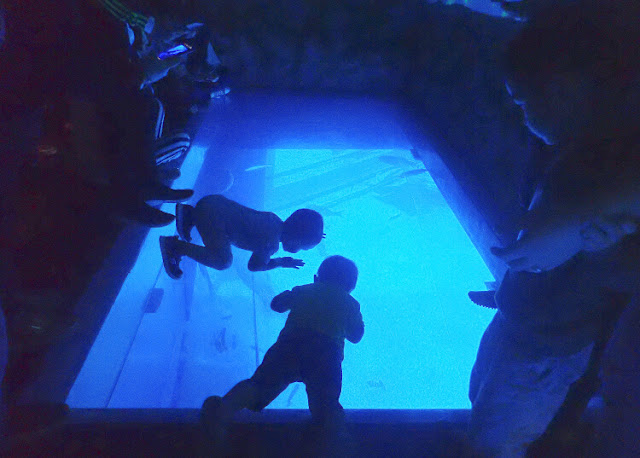 anak-anak di jakarta aquarium