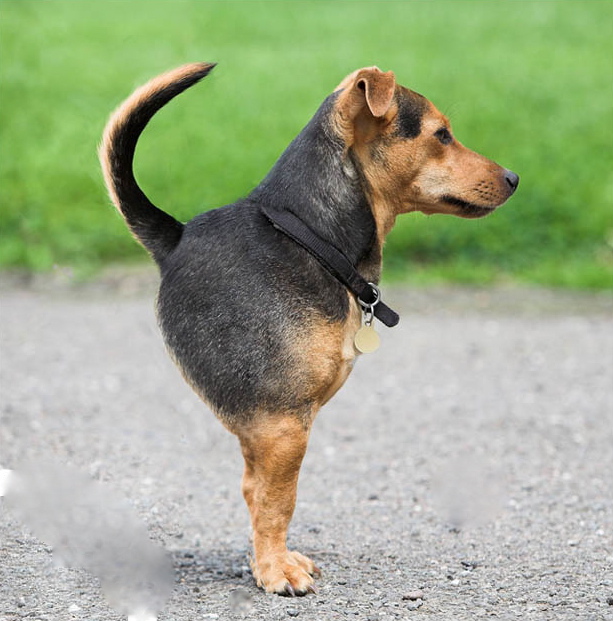 grogs4blogs Roasted Turkey Legs