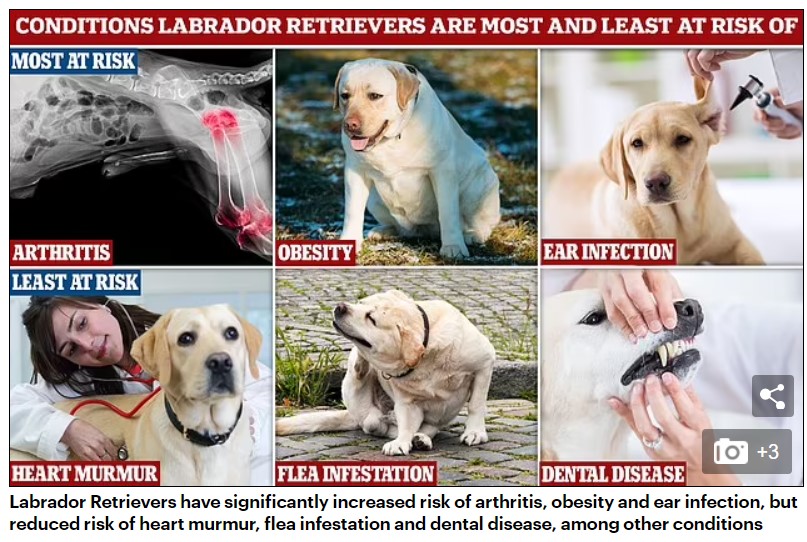 A que no funciona!! ¿tiene ud. un labrador retriever? conozca sus 12