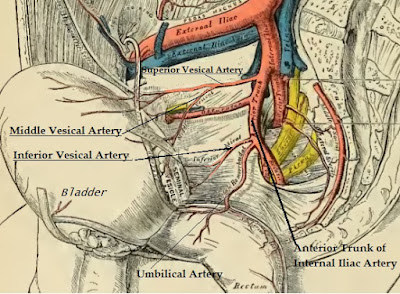 Science & Medicine: Vesical Arteries
