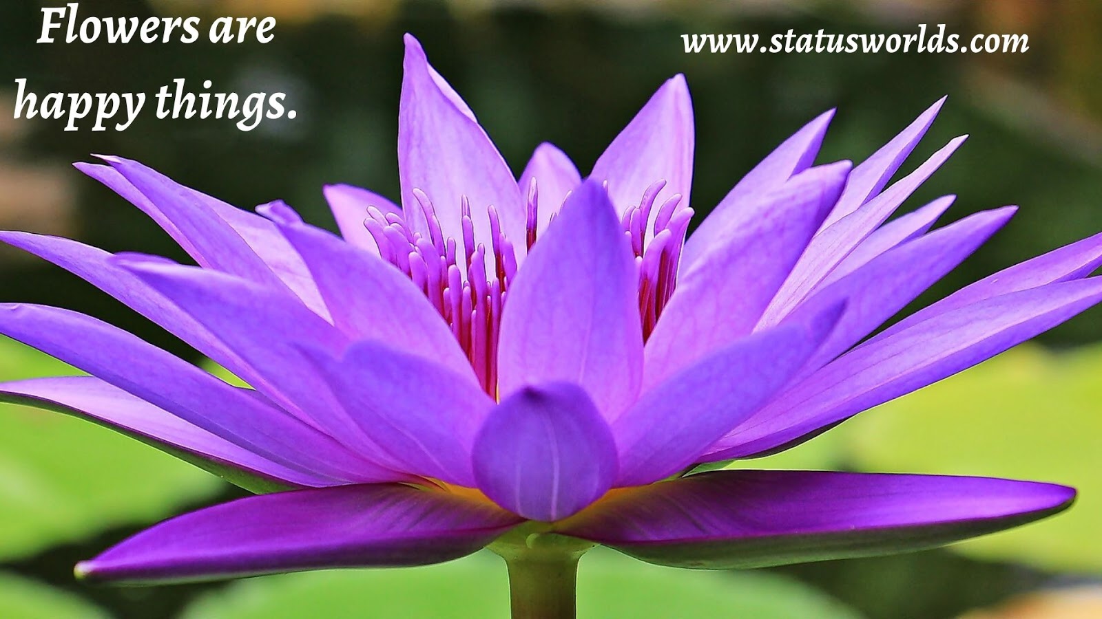 [Colorful] Flower Status, Quotes & Captions For A Flower Lover Status