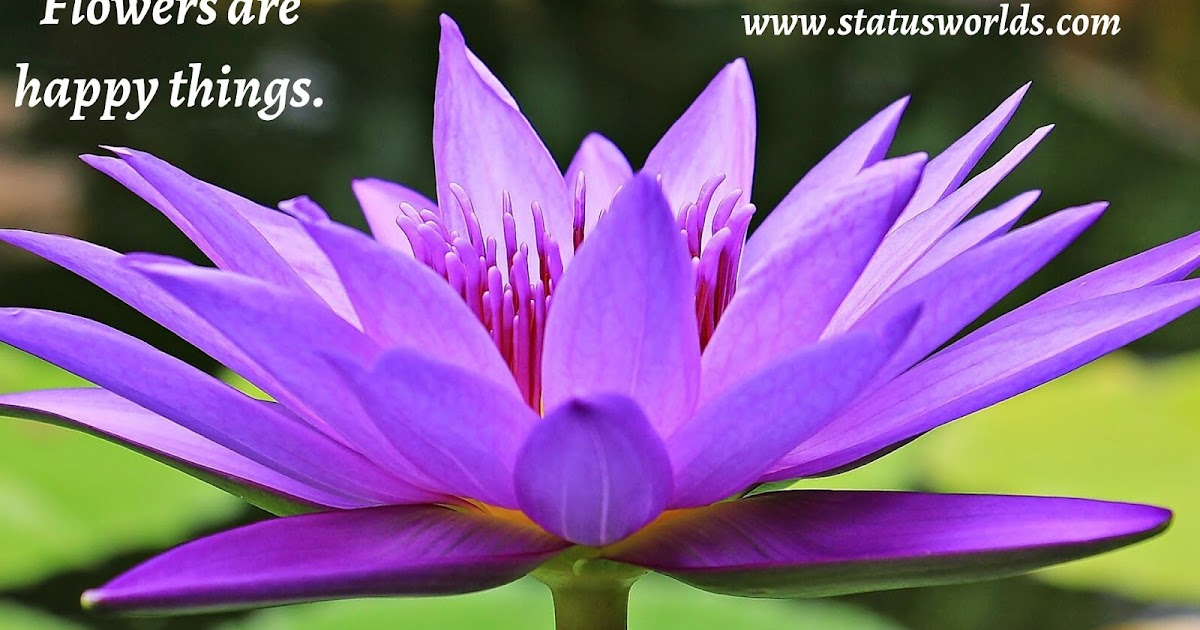 [Colorful] Flower Status, Quotes & Captions For A Flower Lover Status