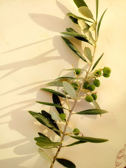 Una rama de olivo para decorar