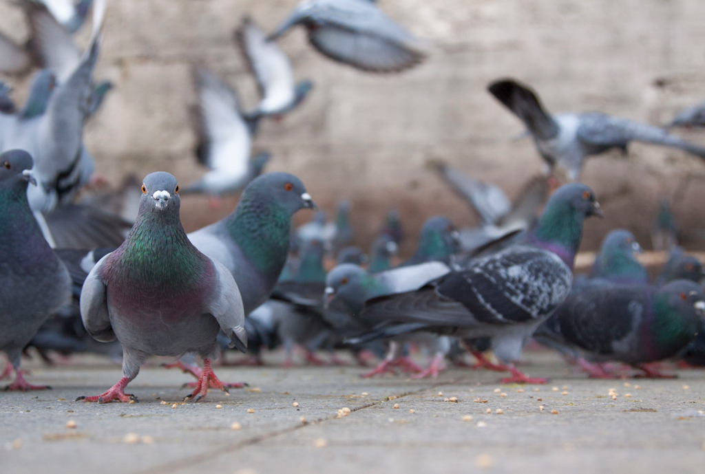 Keeping Pigeons Away How to Keep Pigeons Away from Power Plants