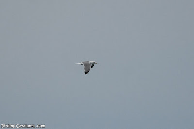 Gavià argentat (Larus michahellis)