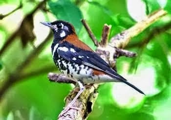 Tips Cara Merawat Burung Anis Cendana Bunyi Nyaring Gacor