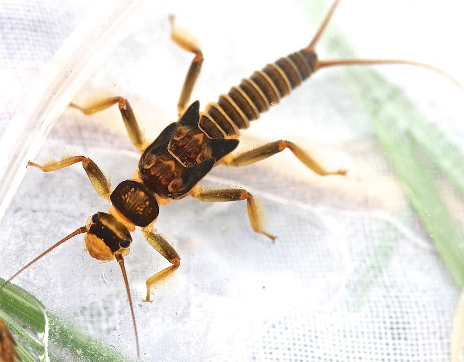 Aquatic Insects of Central Virginia: And another new species at Buck Mt ...