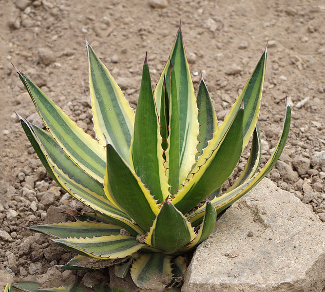 Jual Tanaman Hias Agave Americana Rp 10 000 Sinox Nursery