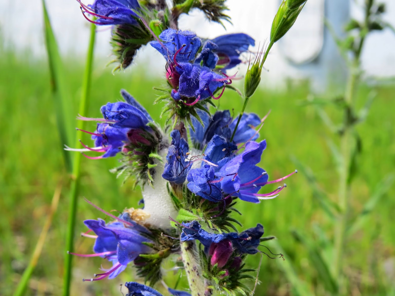 SKÅDA! Fågel, natur, kultur på Österlen I betraktarens öga...