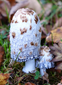 Shaggy Inkcap