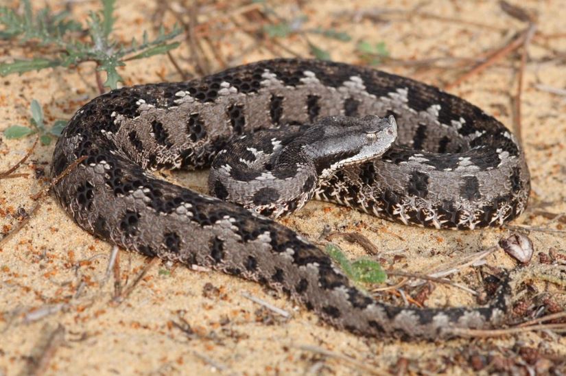 Featured image of post The Best 30 Existem Cobras Venenosas Em Portugal