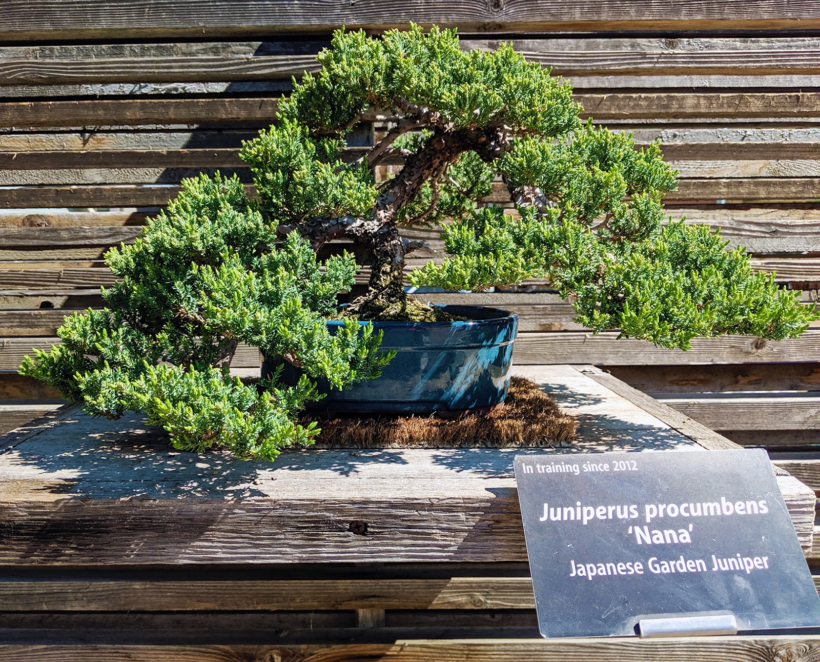 Butterfly Bush Bonsai