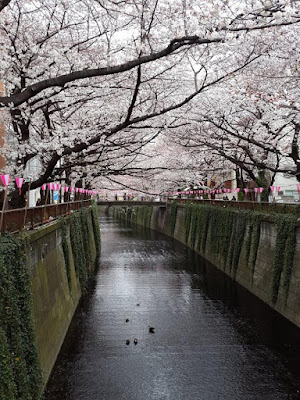 Nakameguro Canal during Spring Tokyo Japan