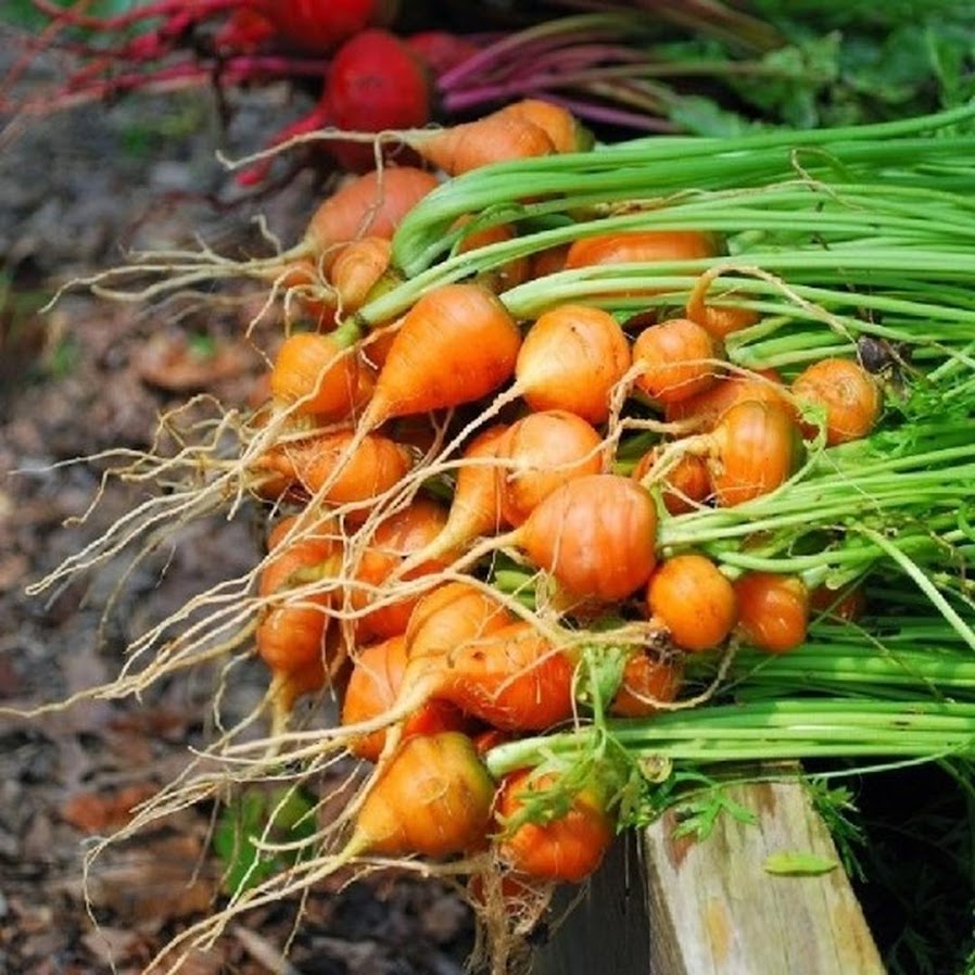 Benih Bibit Biji Wortel Parisian Carrot Bibit Import Kalimantan Timur