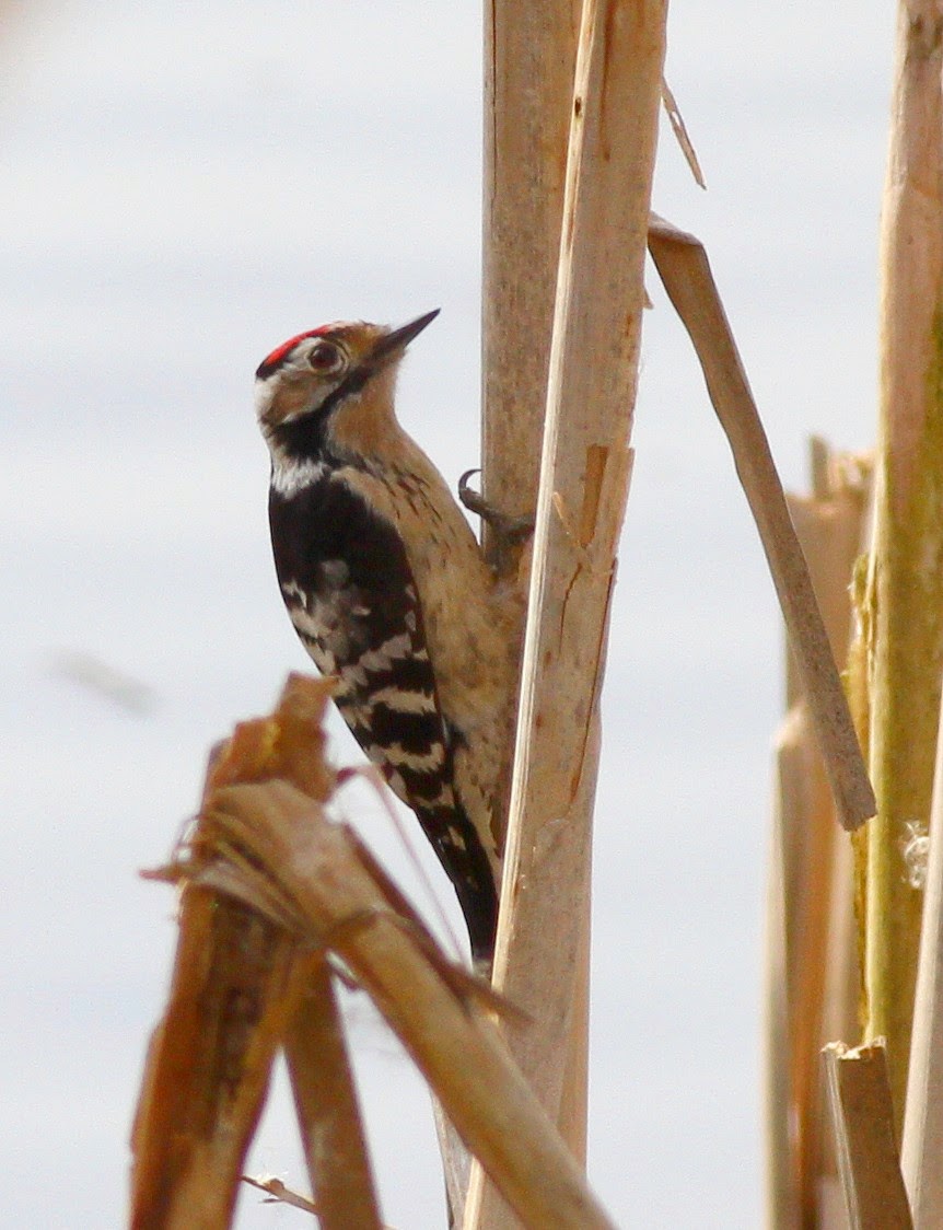 MAX'S BIRDING DIARY: CHASING A LESSER SPOTTED WOODPECKER AGAIN.