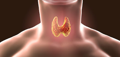 The Prevalence of Autoimmune Disease on the Thyroid | Wellness Clinic