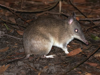 Bandicut hocico largo (Perameles nasuta)