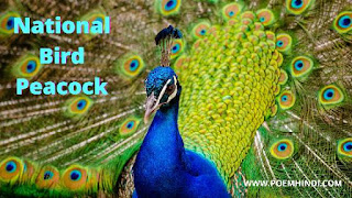 मोर मयूर पर कविता | Peacock Poem In Hindi