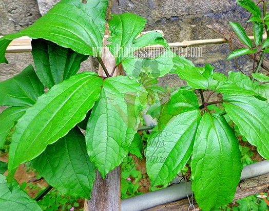 ugu leaf farming business in nigeria