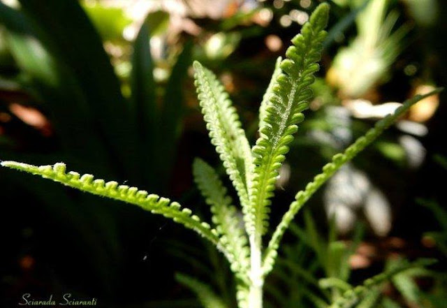 Lavanda dentata